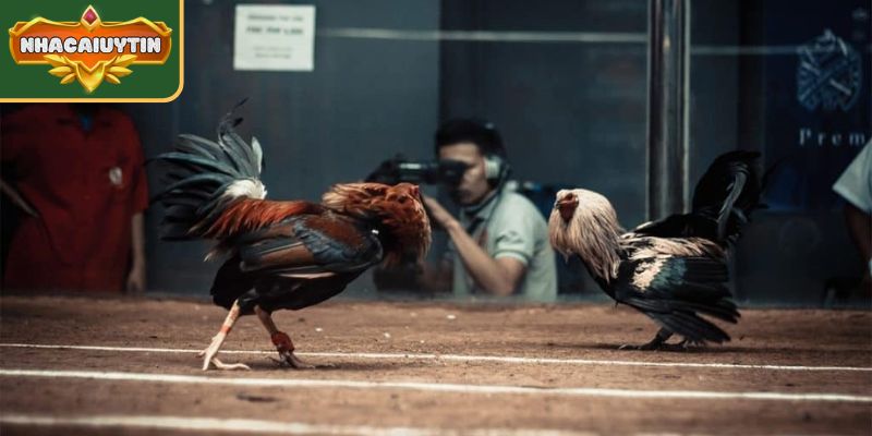 Soi Kèo Đá Gà – Nhận Định Chiến Kê Và Tỷ Lệ Cược Trận Đấu 3 Đánh giá về môi trường