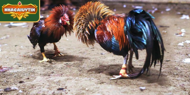 Soi Kèo Đá Gà – Nhận Định Chiến Kê Và Tỷ Lệ Cược Trận Đấu 2 Phân tích về kỹ thuật đá